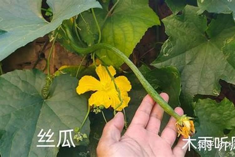 夏丝瓜管理技术
