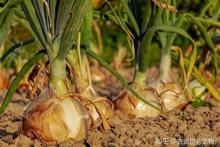 洋葱常见病害，有什么防治方法？