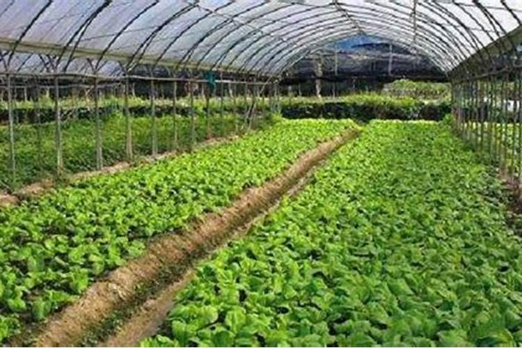 有机蔬菜种植过程中如何使用肥料？