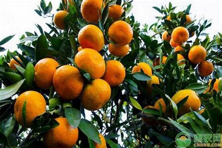 柑橘树有叶无花的原因及解决办法？