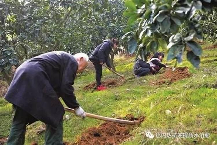 冬季果树施肥的艺术：方法与注意事项？