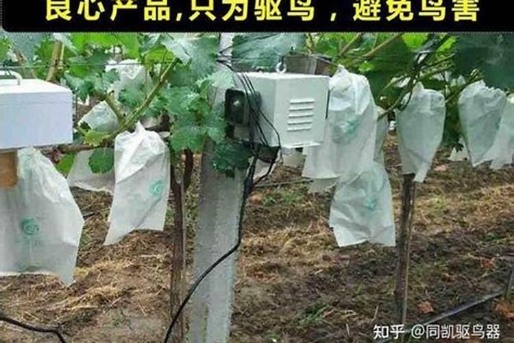 如何防止果园鸟害？