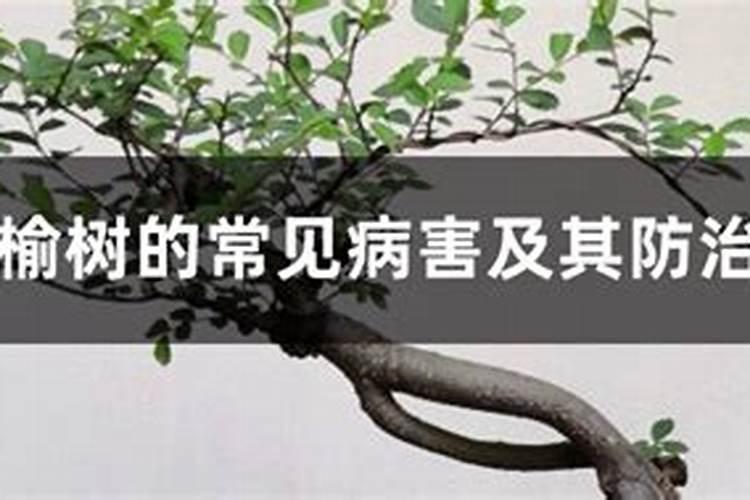 榆树烂皮病的防治