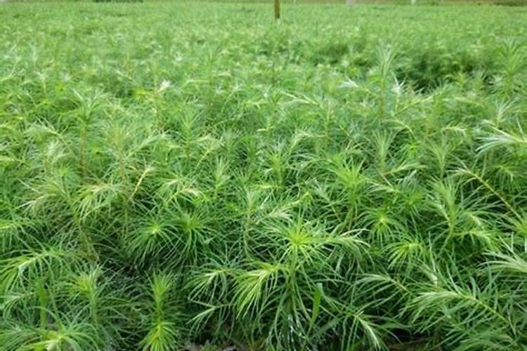 杉木的栽培方法
