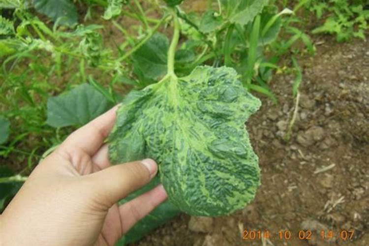 守护瓜果芬芳——西瓜、甜瓜细病毒病的防治策略