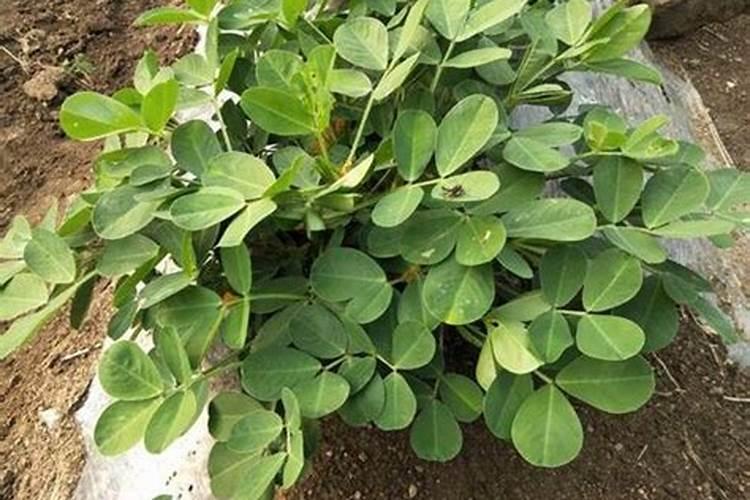 夏花生施什么肥？施多少合适？