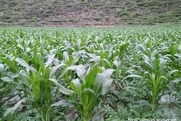 玉米增产的关键：锌肥施用技术及注意事项