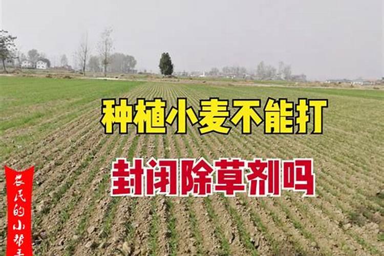 小麦拔节后不能喷施除草剂的原因分析