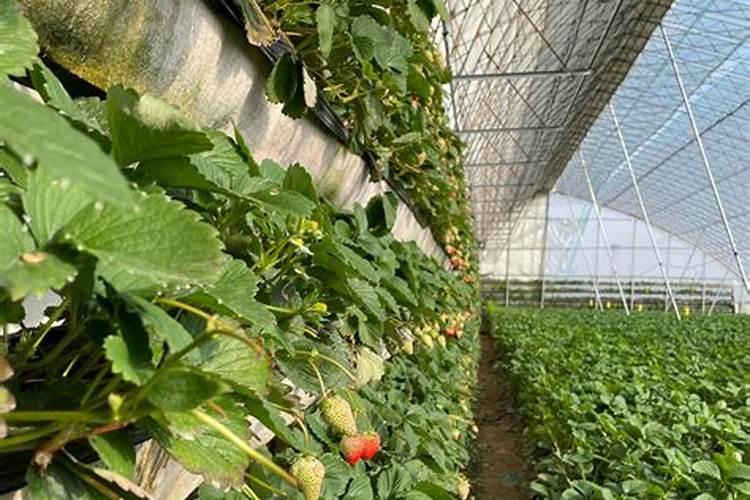 什么原因造成草莓早衰？草莓早衰怎么办