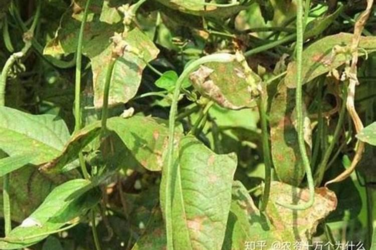 豇豆守护者：有效防治豇豆锈病的科学之道