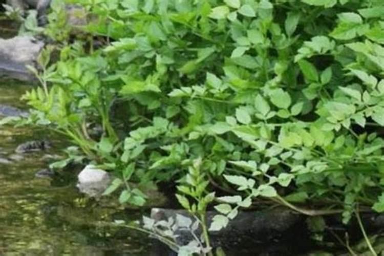 旱地水芹菜种植方式，进行种子处理？