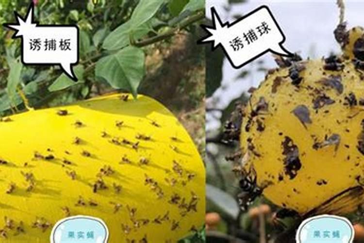 守护金黄宝藏：柑桔果实蝇的综合防治策略