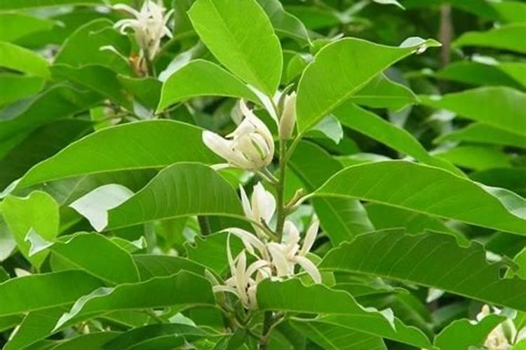 白兰花病虫害防治：守护芬芳的秘诀