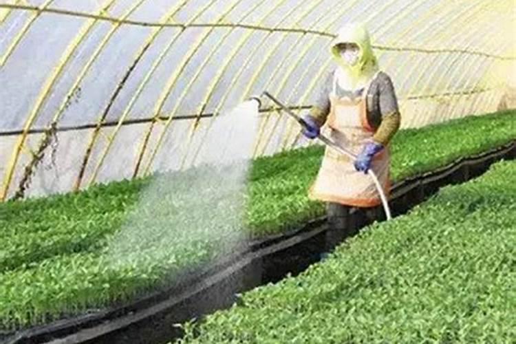 连阴天大棚蔬菜用药智慧：策略与注意事项