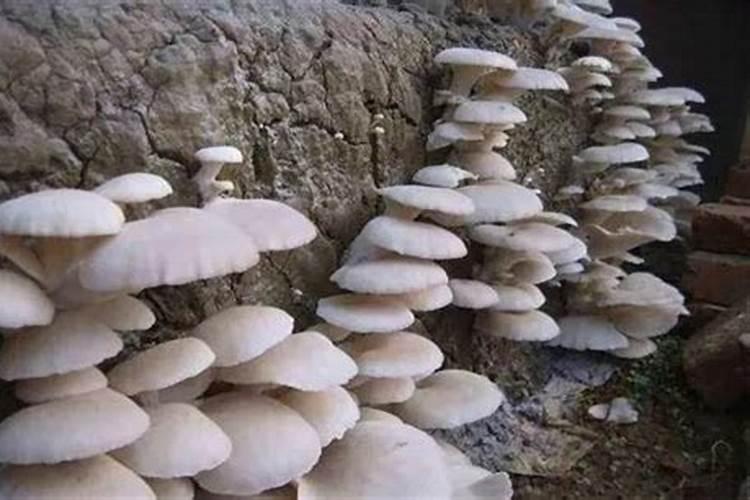 蘑菇该如何种植？蘑菇种植技术