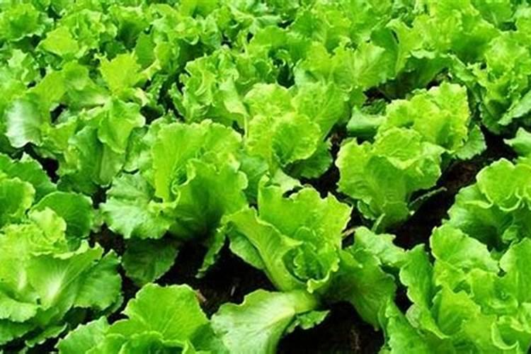 生菜缺钾症状？