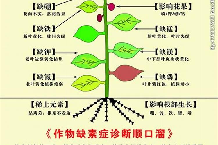 苗木缺素症的诊断与防治方法