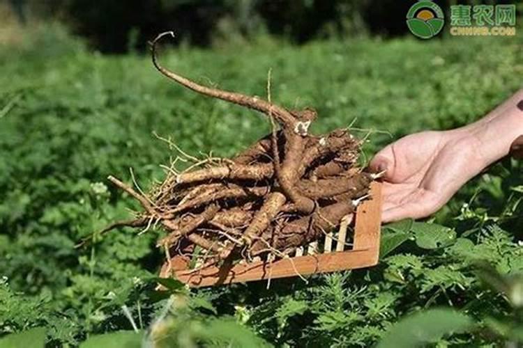 当归种子怎么种？当归种子的种植方法