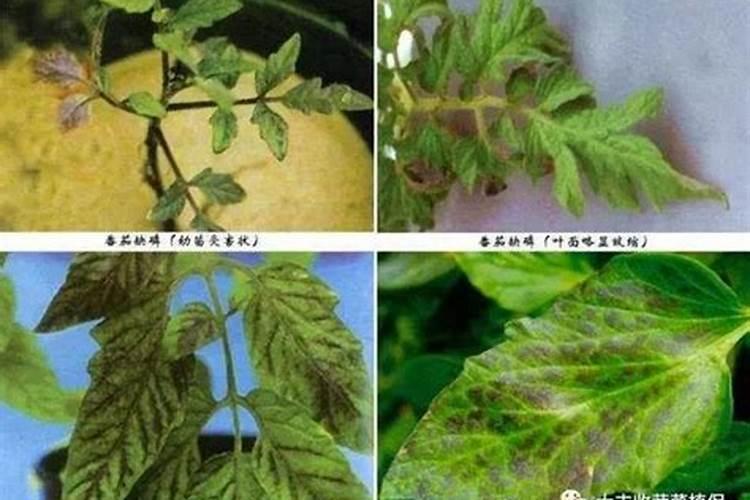 番茄叶子边缘变焦什么原因引起？