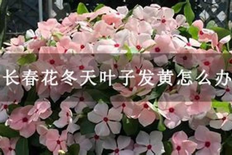 长春花叶子发黄怎么回事,黄叶怎么治
