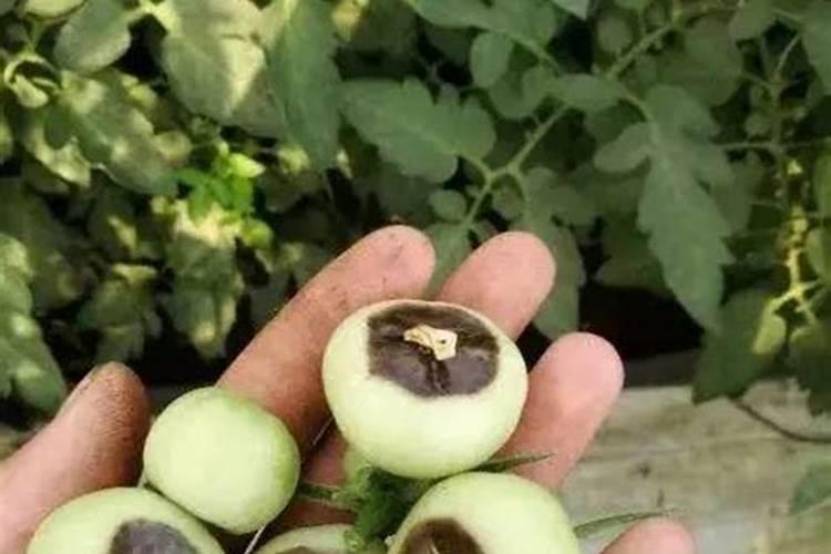 脐腐病除补钙,还有其它办法吗？