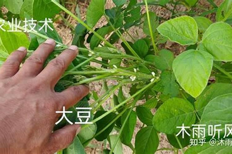 毛豆结荚少是什么因素导致的？毛豆结荚少要怎么解决？