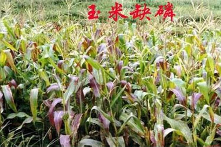 玉米缺磷怎么补救？