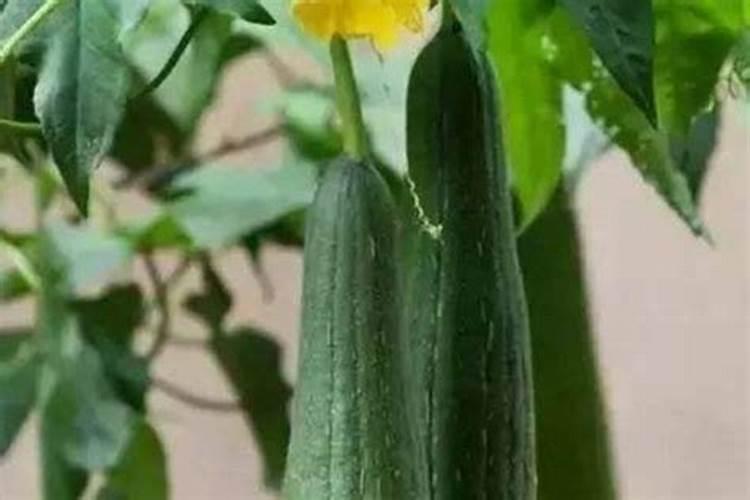丝瓜花瓣自然脱落是什么原因引起的？