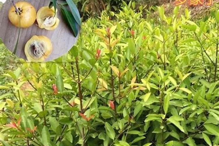 探秘山竹树：生长特征与种植宝地？