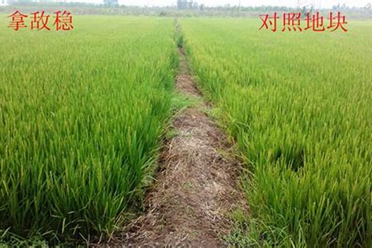 水稻拿敌稳何时施用，拿敌稳主要防治哪些病？