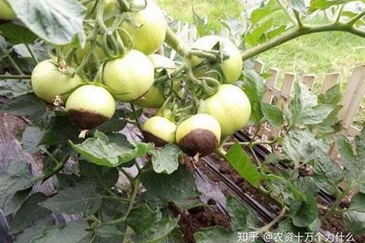西红柿脐腐病的发生与防治