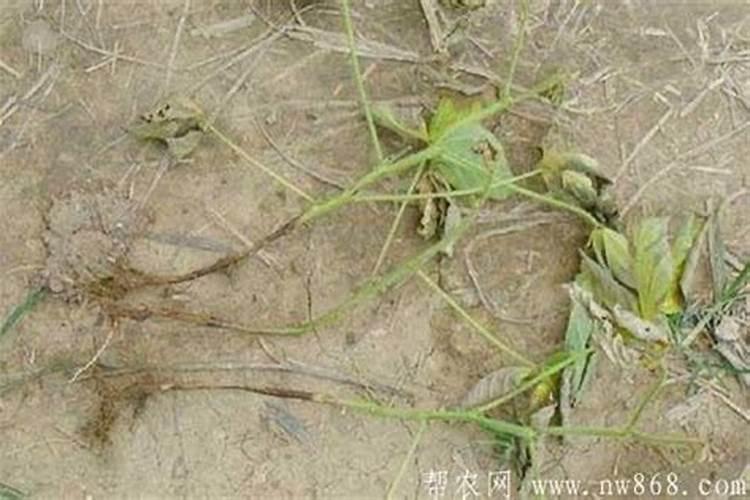 冬枣倒伏的原因及对策
