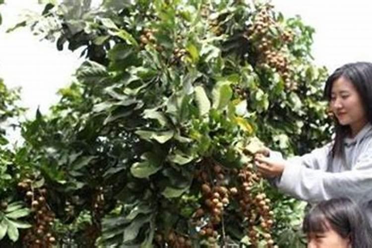 掌握龙眼种植技术，收获甘甜果实