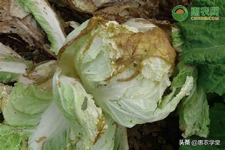 大白菜软腐病有什么症状？