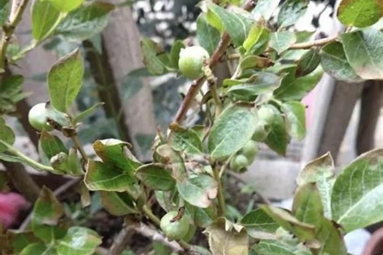 战胜蓝莓根癌病：策略与药剂的深度解析