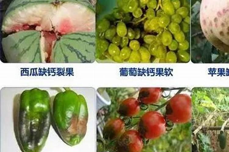 葡萄钙肥施多了会怎样？