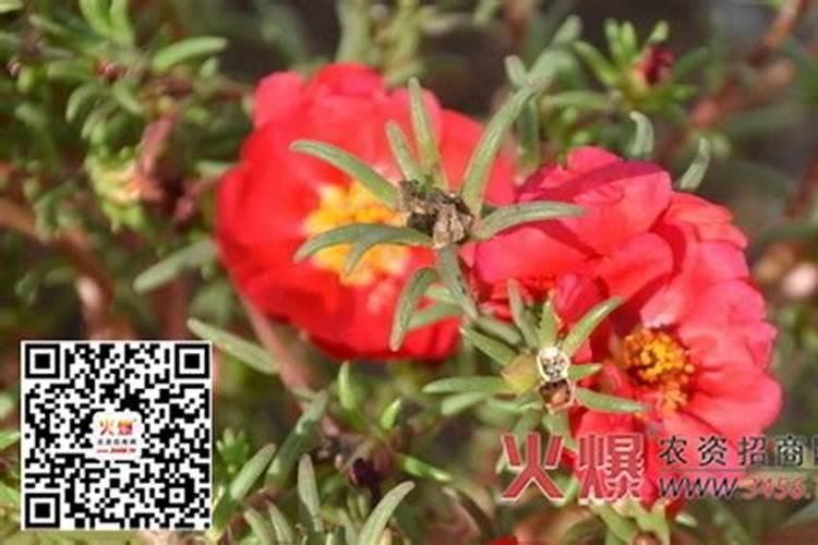 半枝莲的栽培技术有哪些？