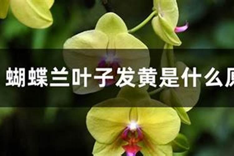 蝴蝶兰叶子发黄是什么原因？