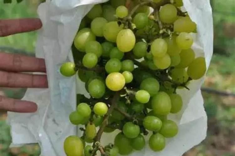 红提葡萄果粒大小不均匀是什么原因？？