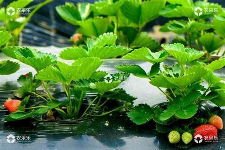 刚种的草莓几天可以施肥？