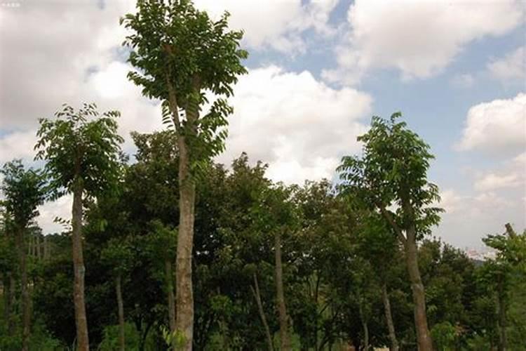 沉香树适合哪些地方种植沉香树主要分布在哪些地区