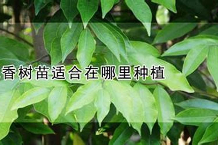 沉香树苗适合在哪里种植沉香树适合在哪里生长