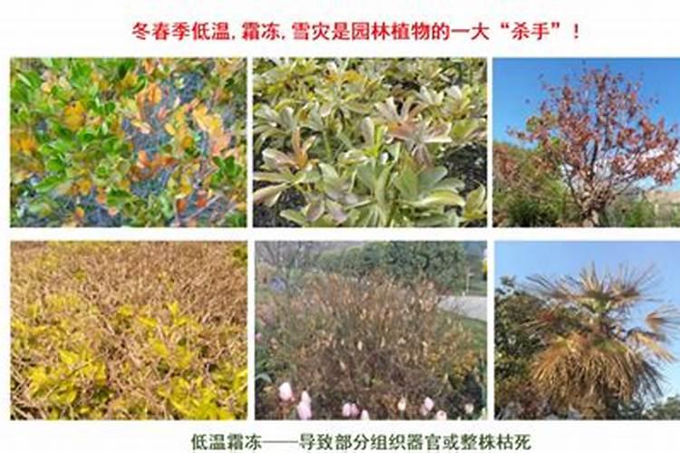 重视园林植物冬季保护的原因