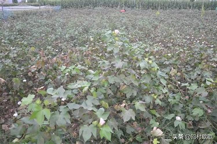 棉花早衰防治措施