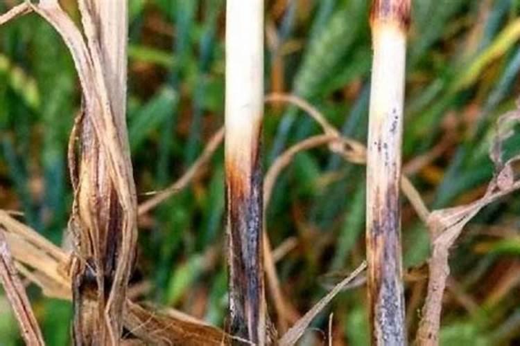 怎样防治小麦全蚀病？