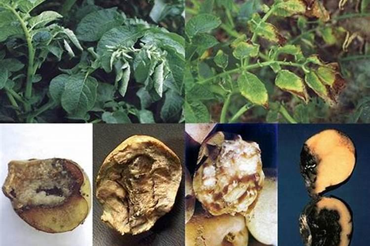 应对马铃薯软腐病：策略与实践