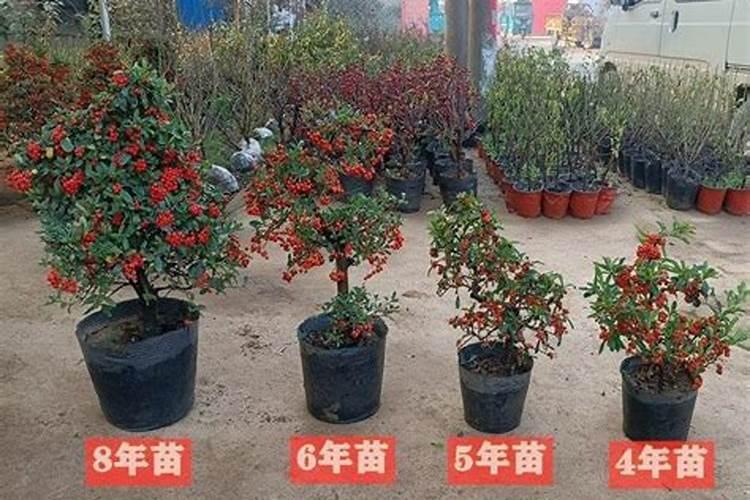 满堂红植物名字