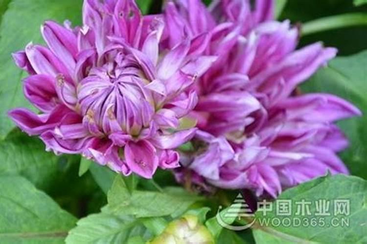为什么大丽花上面发了很多小叶