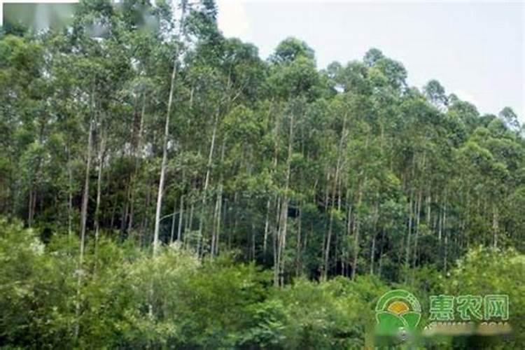 如何种植桉树怎样种植桉树