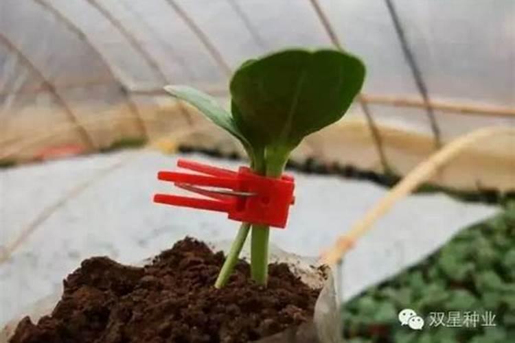 西瓜嫁接后子叶之下茎秆干瘪，什么原因？